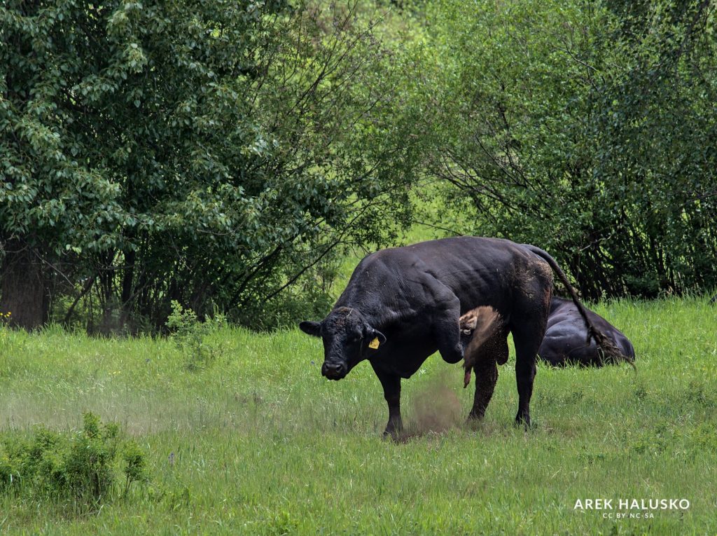 Tulameen BC Angry Bull