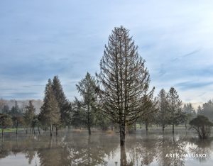 Trees In Flood