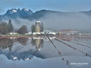 Blue Berry Farm