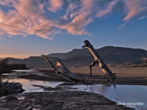 Kamloops BC dead tree stumps sticking out of sand on Thompson River at sunset