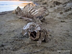 Kamloops dead whitetail deer on Thompson River shore