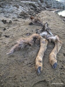 Kamloops dead whitetail deer on Thompson River shore